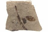 Fossil Leaf Plate - McAbee, BC #237726-1